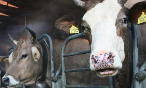 Sommerakademie Rheinau