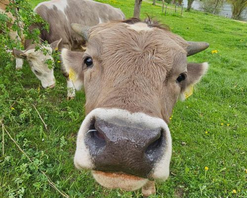  Fintan Sozial -  Kuh, die bei Fintan lebt