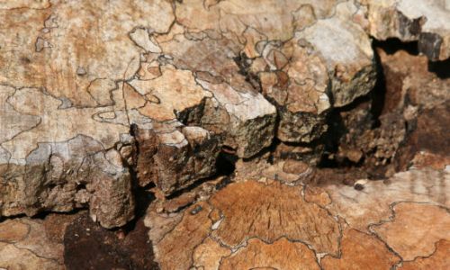 Sommerakademie Rheinau