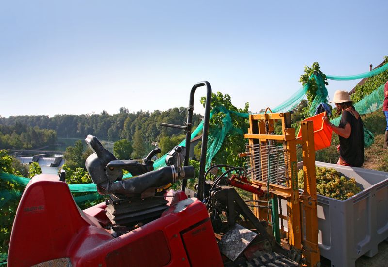  Fintan Sozial -  Rebbau & Waldgarten 