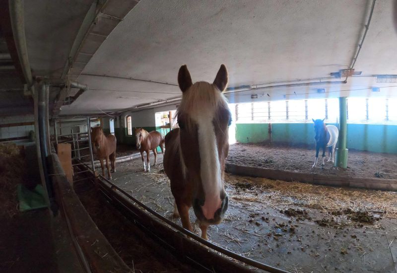  Fintan Sozial -  Stall & Feld