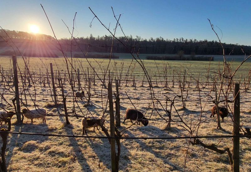  Fintan Sozial -  Rebbau & Waldgarten 