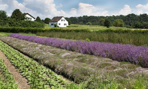 Sativa Rheinau AG Züchtungsgärten