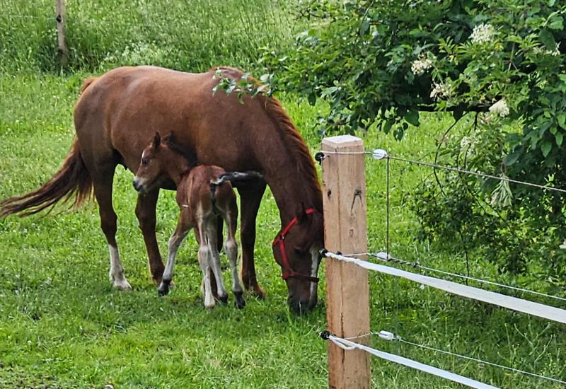  Fintan Sozial -  Stall & Feld