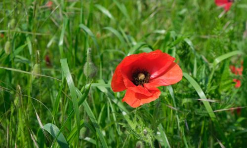 Sommerakademie Rheinau