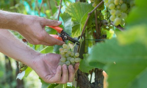 Sommerakademie Rheinau