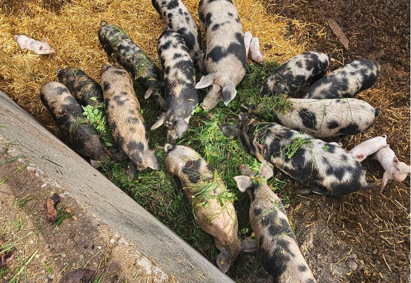  Fintan Sozial -  Stall & Feld